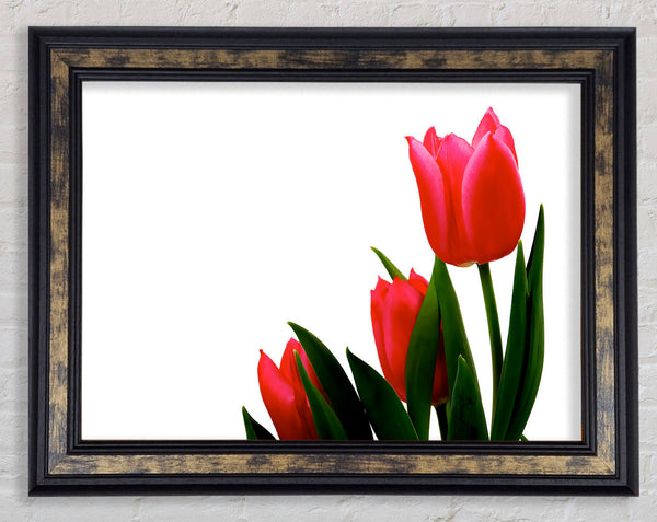 Pink Tulip Trio Framed Print