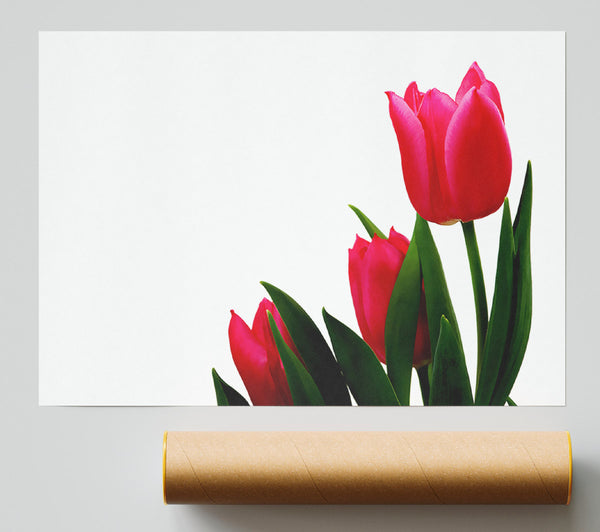 Pink Tulip Trio Poster
