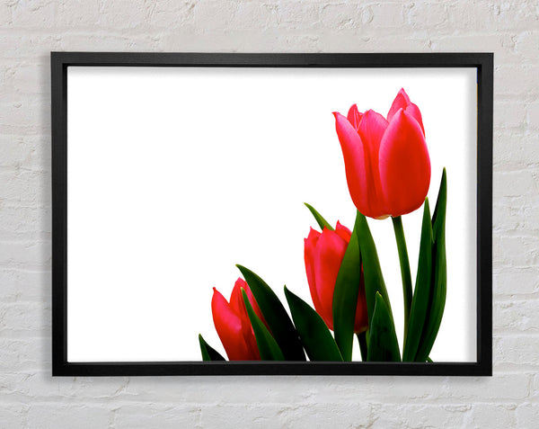 Pink Tulip Trio Framed Print