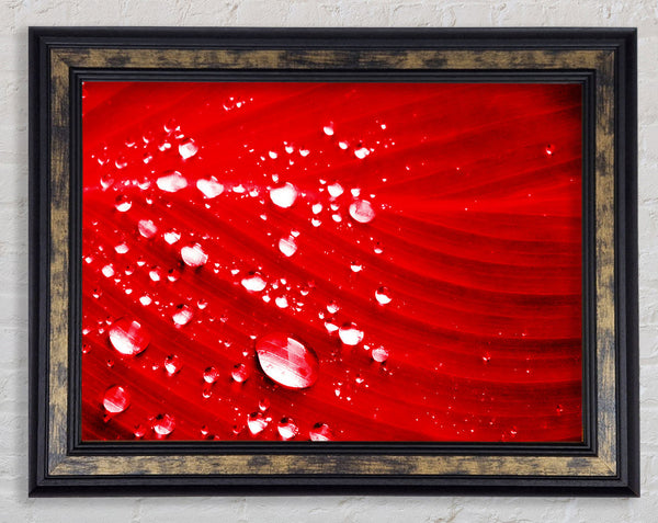 Red Water Droplets Framed Print