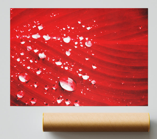 Red Water Droplets Giclee Print
