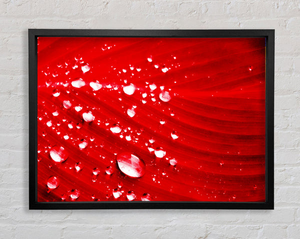 Red Water Droplets Framed Print