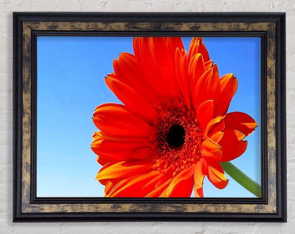 Orange Gerbera Skies Framed Print