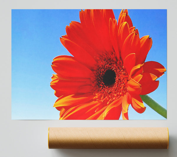 Orange Gerbera Skies Giclee Print