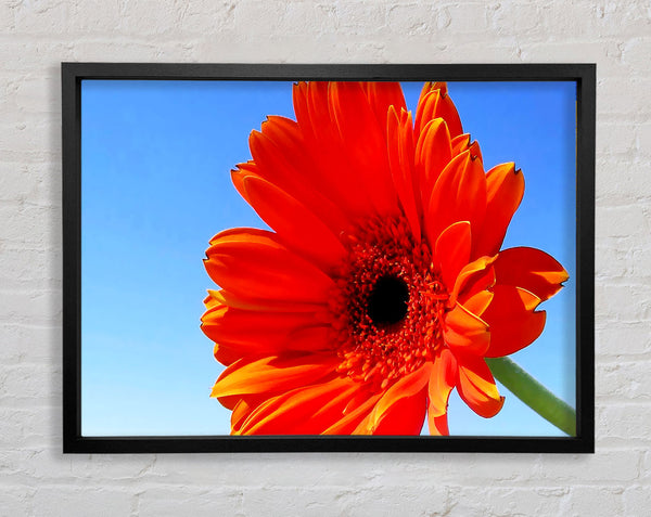 Orange Gerbera Skies Framed Print