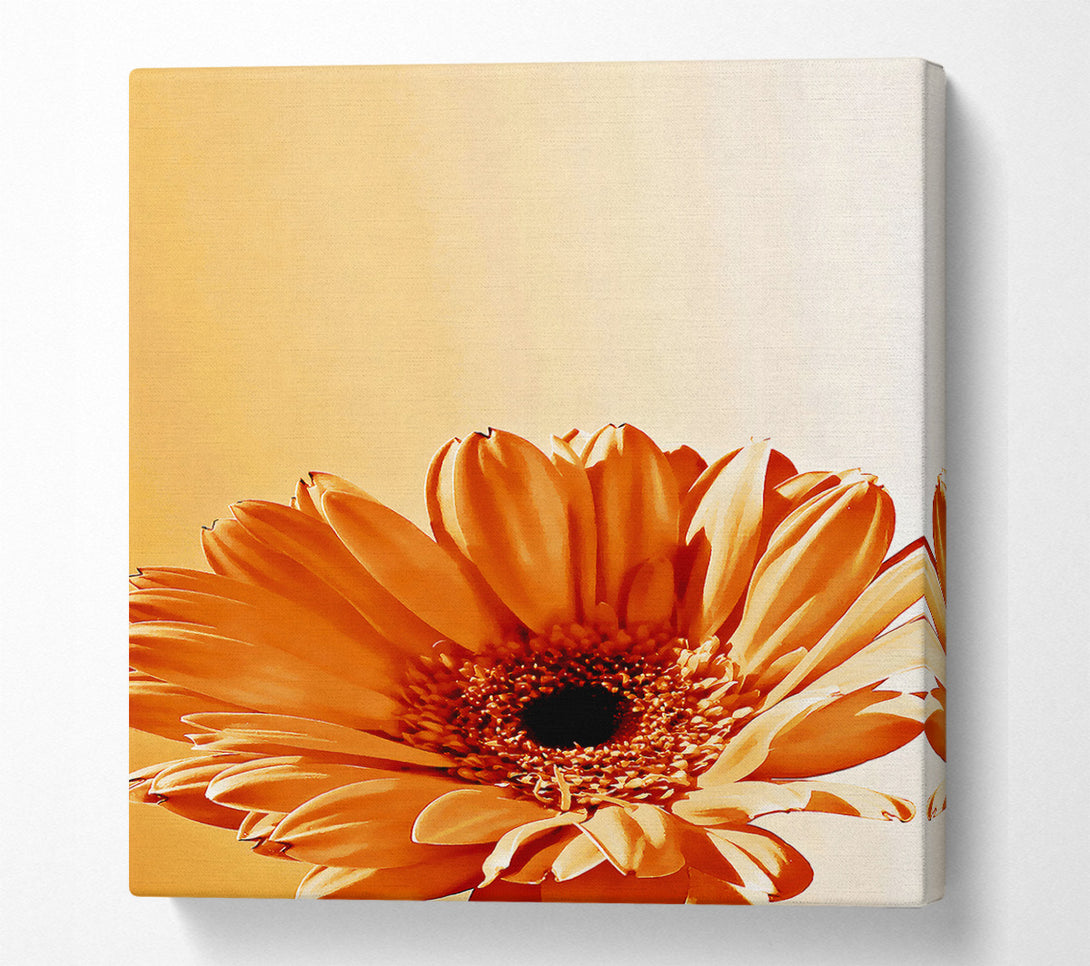  A Canvas Print of Flower Cocoa Sunshine Canvas Print