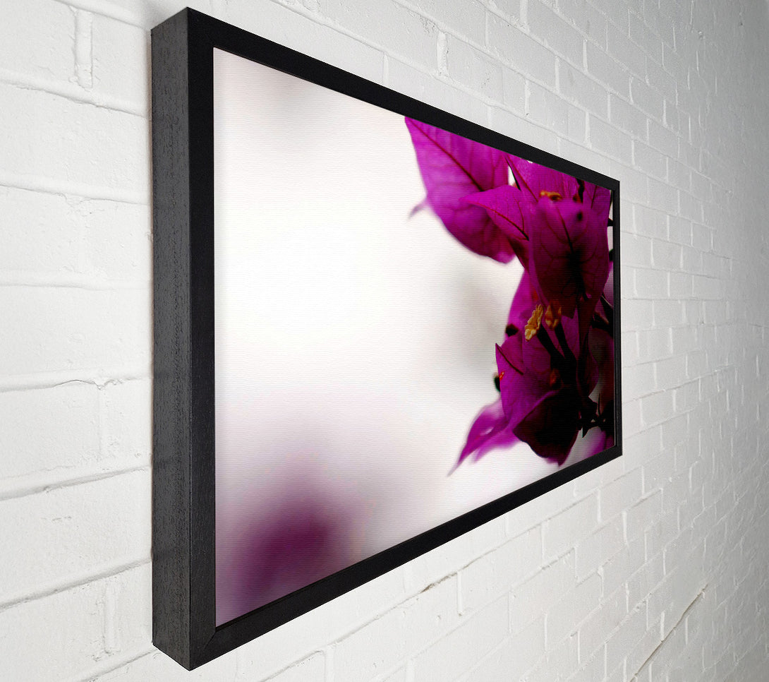  A Canvas Print of Stunning Cerise Winter Flowers Canvas Wall Art