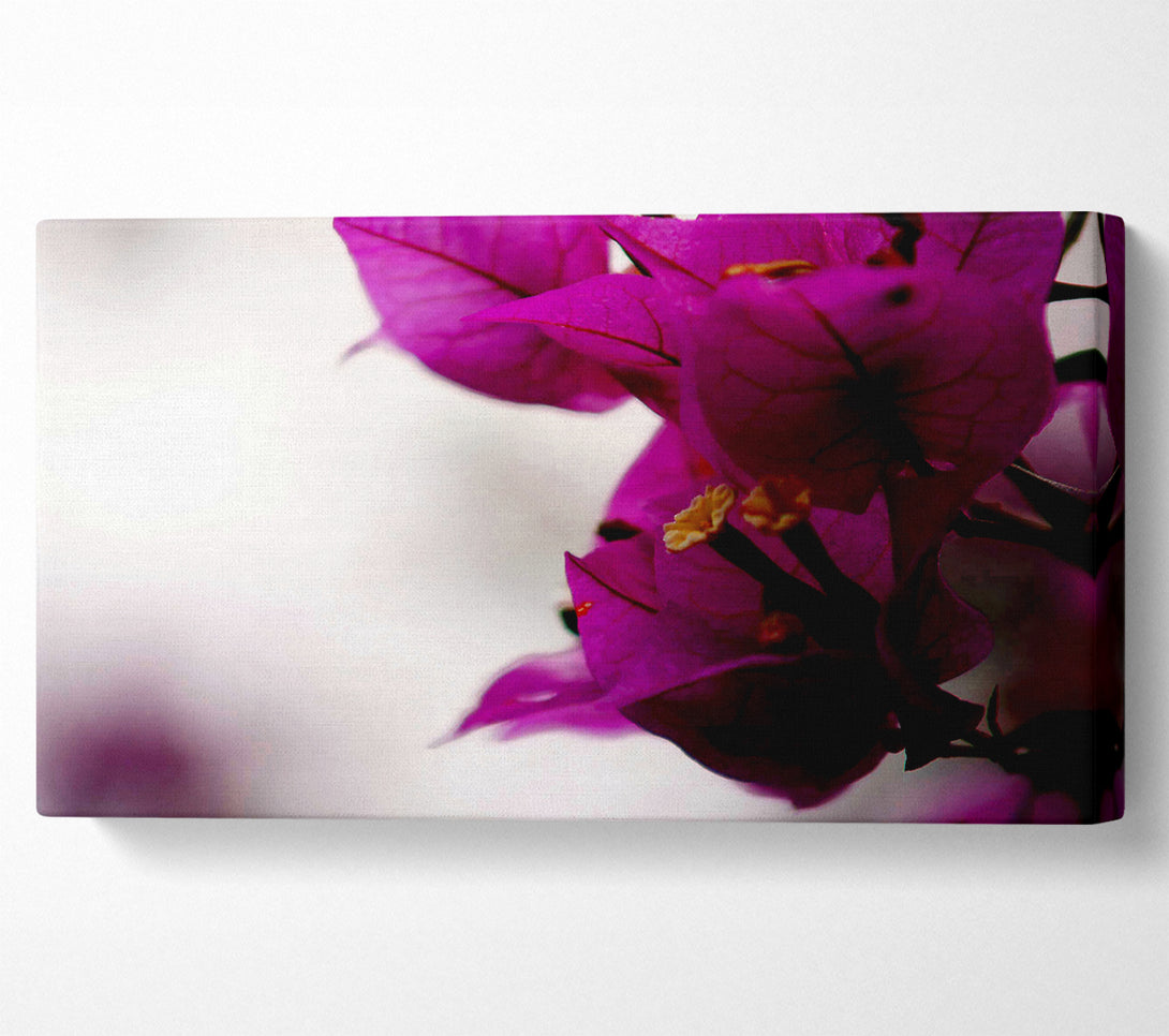  A Canvas Print of Stunning Cerise Winter Flowers Canvas Wall Art