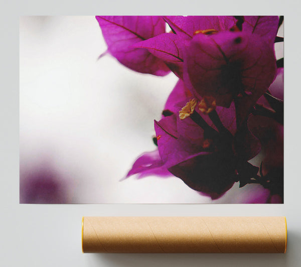 Stunning Cerise Winter Flowers Print