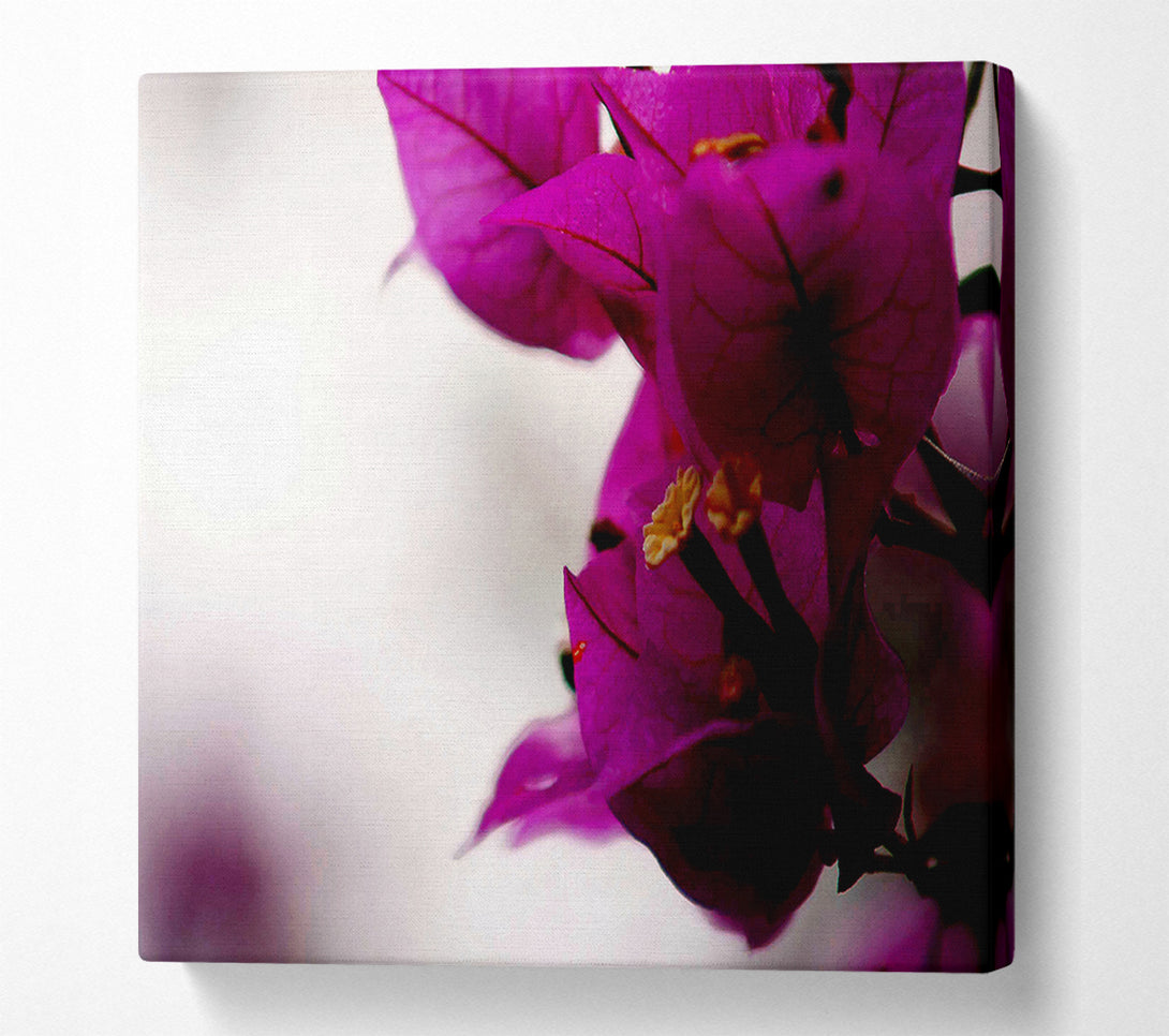  A Canvas Print of Stunning Cerise Winter Flowers Canvas Wall Art