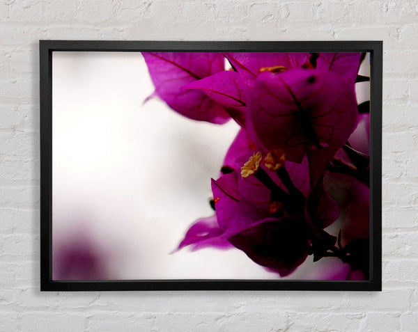 Stunning Cerise Winter Flowers Framed Print