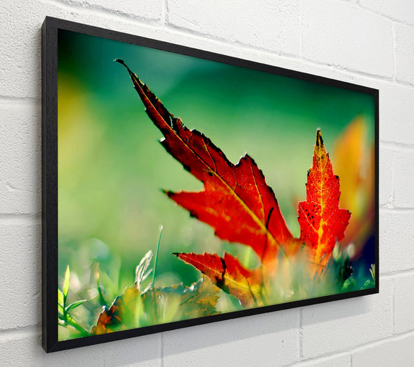 Autumn Leaf
