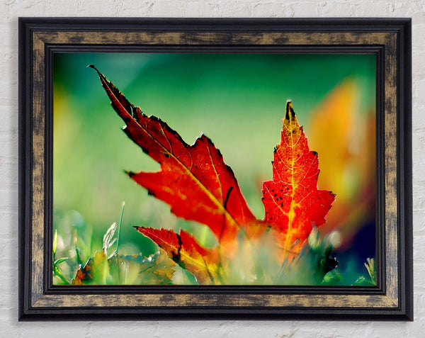 Autumn Leaf Framed Print