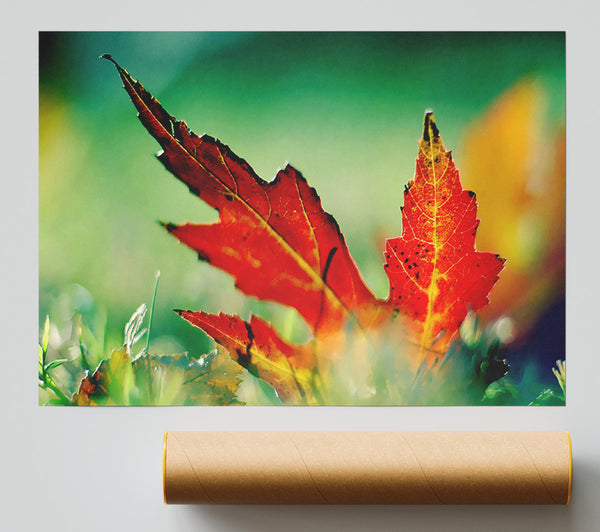 Autumn Leaf Giclee Print