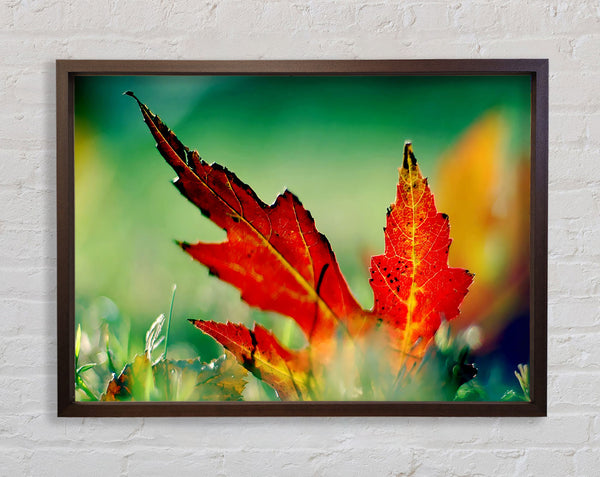 Autumn Leaf Framed Print
