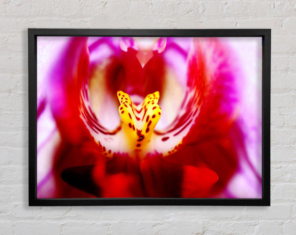 The Eye Of The Flower Framed Print