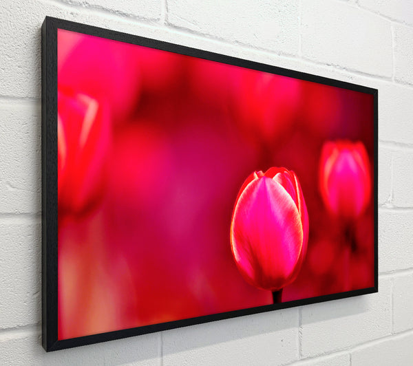 Pink Tulip Abstract