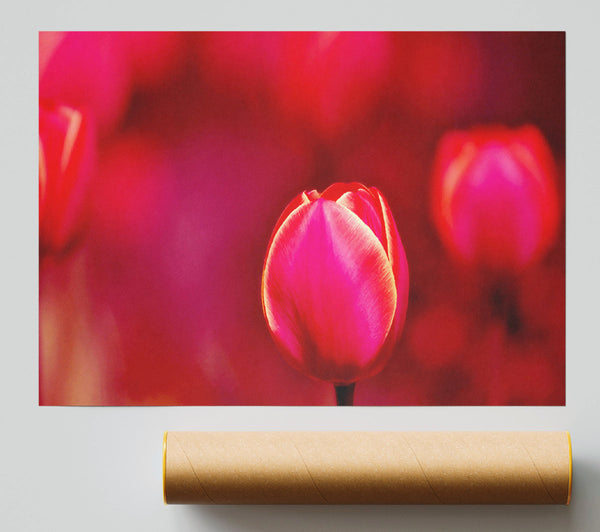 Pink Tulip Abstract Poster