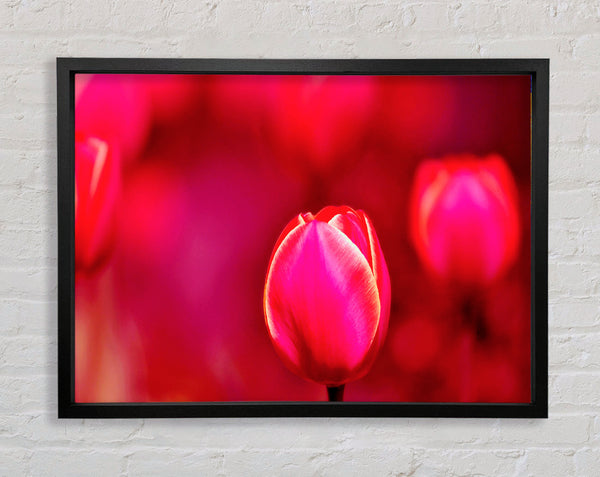 Pink Tulip Abstract Framed Print
