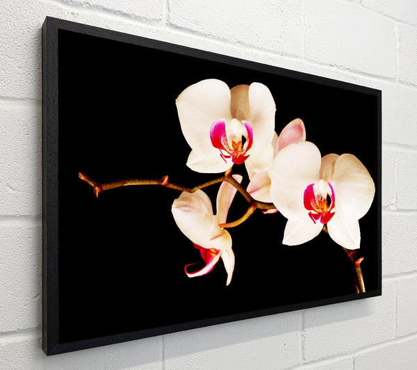 Butterfly Orchid Petals
