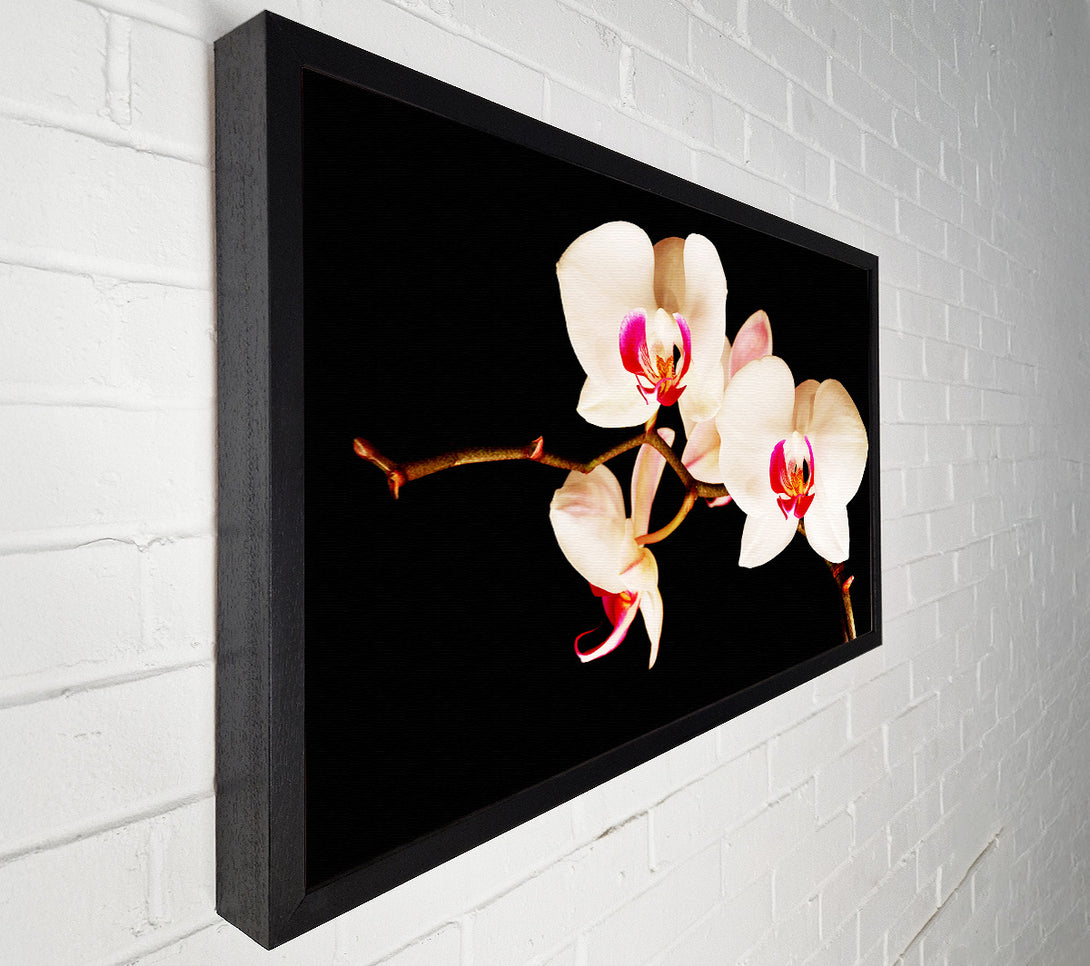  A Canvas Print of Butterfly Orchid Petals Canvas Art