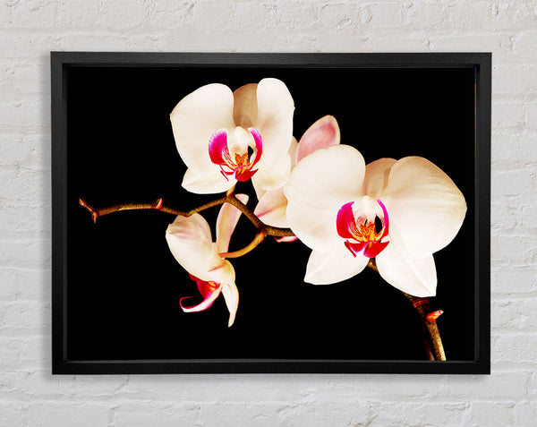 Butterfly Orchid Petals Framed Print