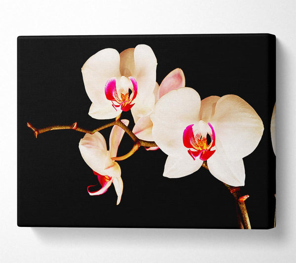  A Canvas Print of Butterfly Orchid Petals Canvas Art
