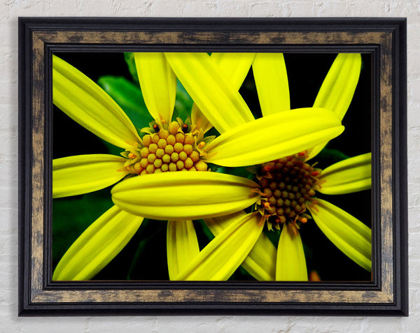 Yellow Star Flowers Framed Print