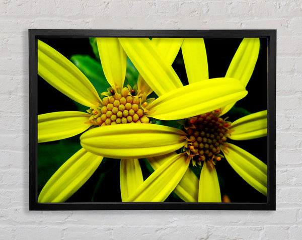 Yellow Star Flowers Framed Print