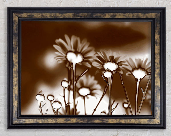 X-Ray Daisys Brown Framed Print