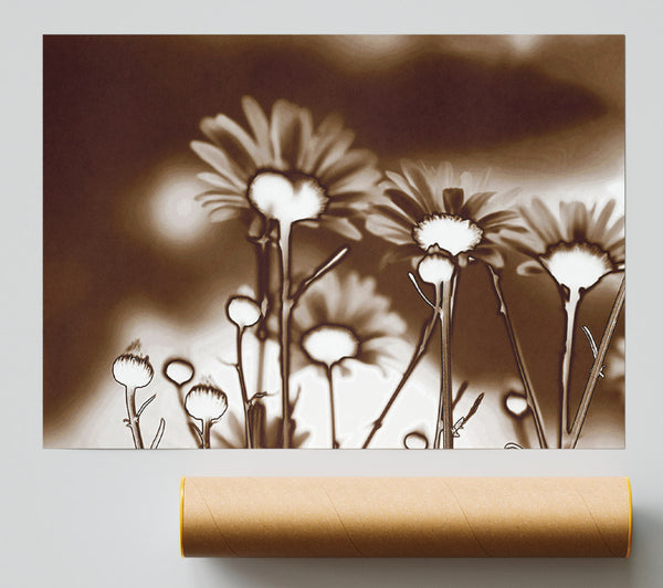 X-Ray Daisys Brown Print