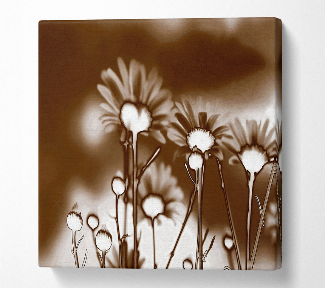  A Canvas Print of X-Ray Daisys Brown Canvas Wall Art