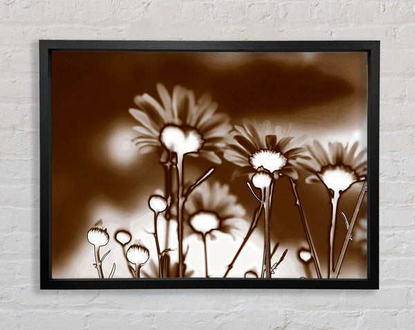 X-Ray Daisys Brown Framed Print