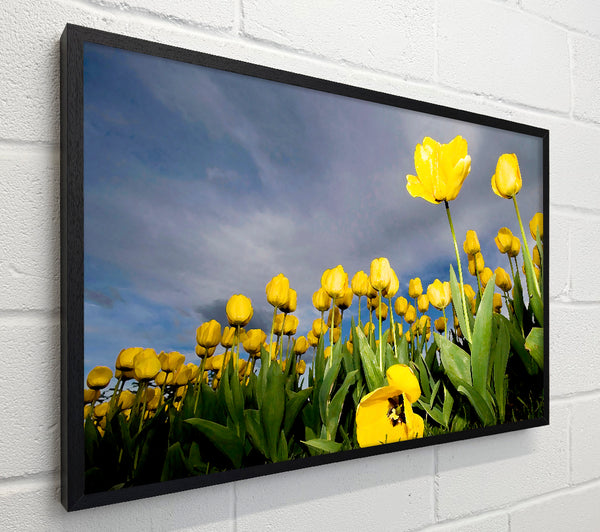 Yellow Tulip Field Storm