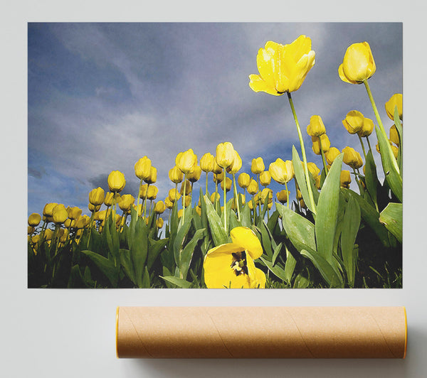 Yellow Tulip Field Storm Giclee Print