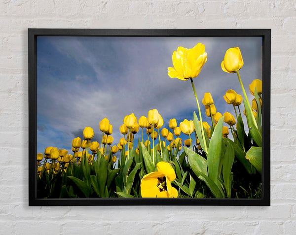 Yellow Tulip Field Storm Framed Print