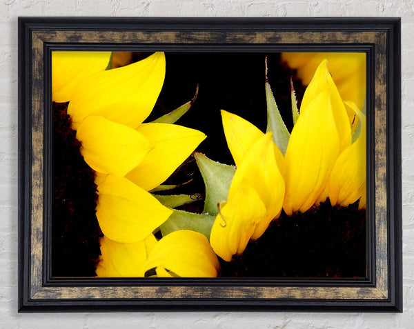 Yellow Sunflower Twins Close-Up Framed Print