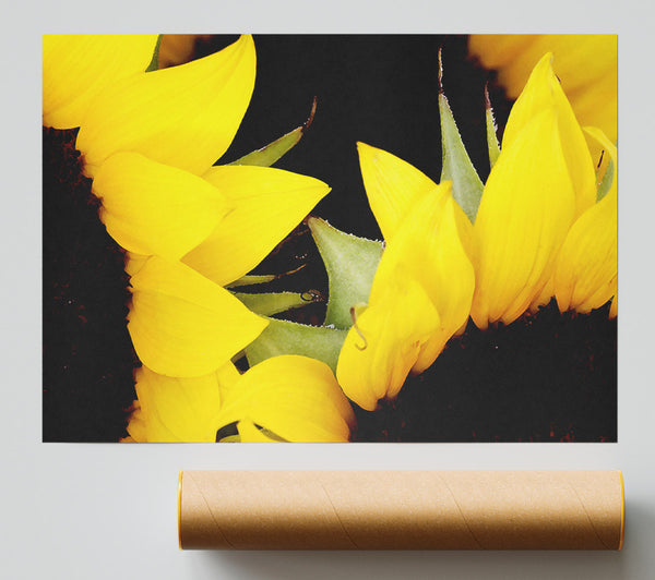 Yellow Sunflower Twins Close-Up Poster