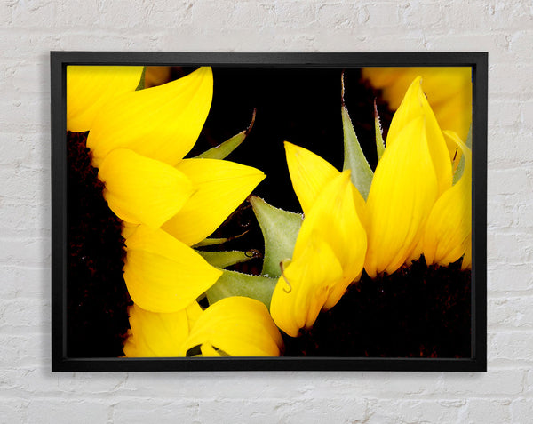 Yellow Sunflower Twins Close-Up Framed Print