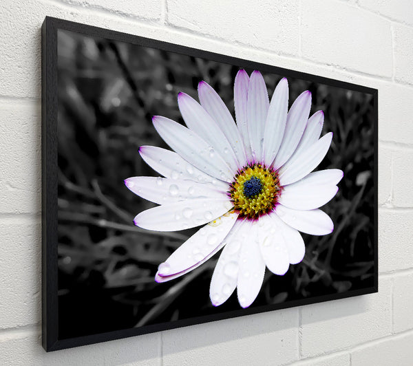 White Daisy On B n W