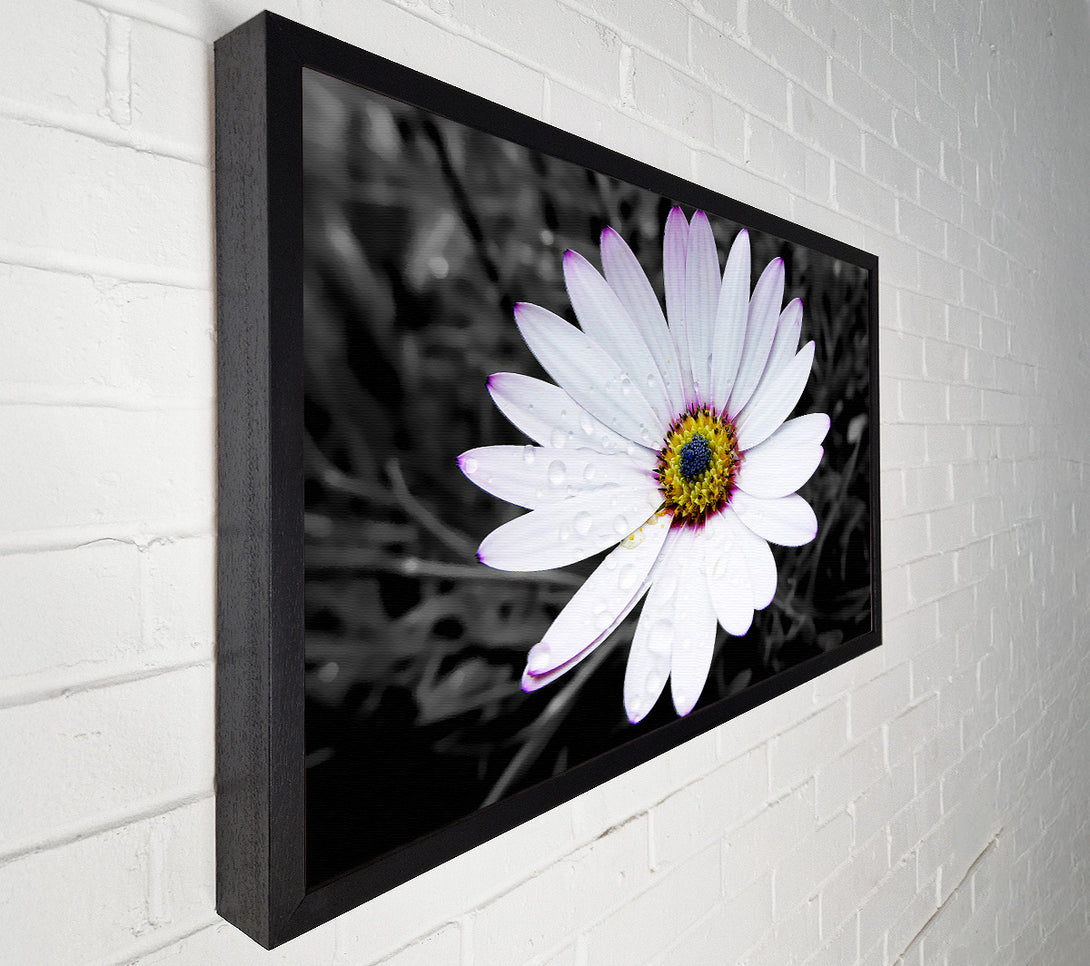  A Canvas Print of White Daisy On B n W Canvas Print