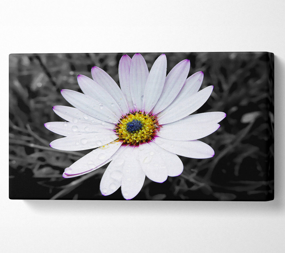 A Canvas Print of White Daisy On B n W Canvas Print