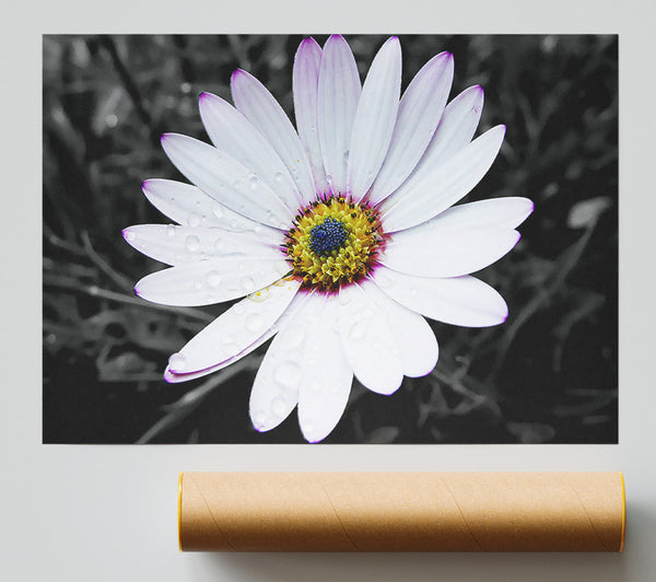 White Daisy On B N W Giclee Print