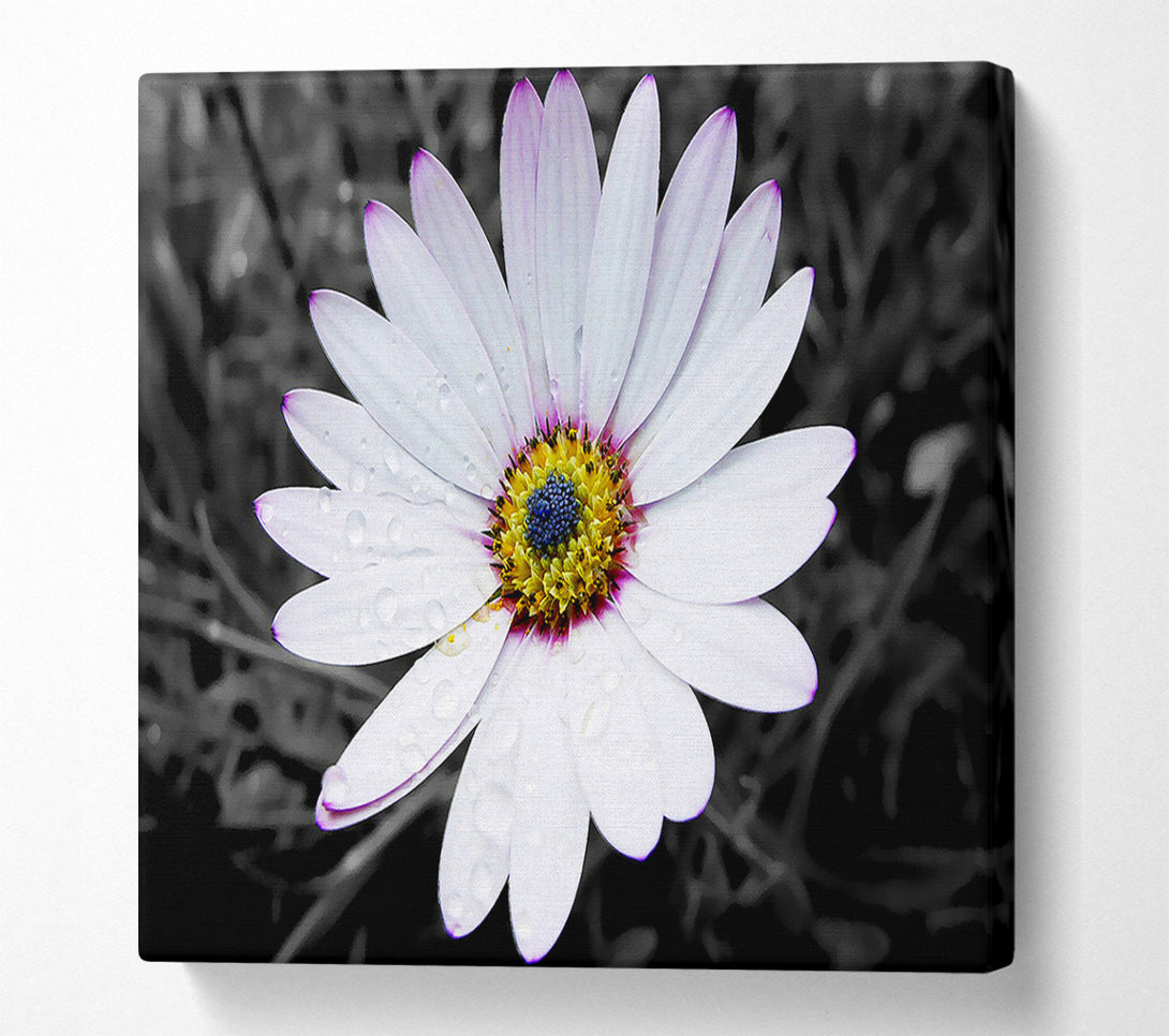  A Canvas Print of White Daisy On B n W Canvas Print