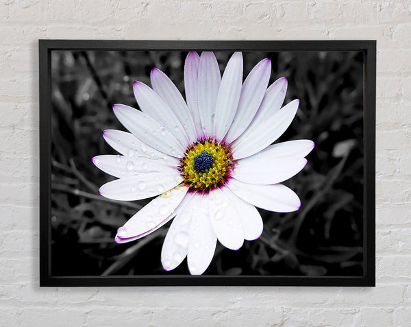 White Daisy On B n W Framed Print
