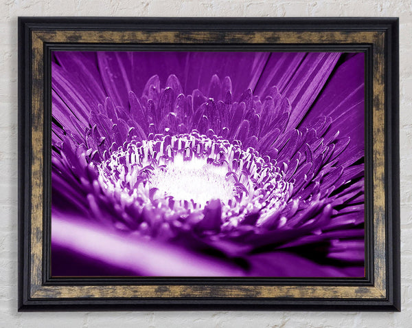 Daisy Centre Purple Framed Print