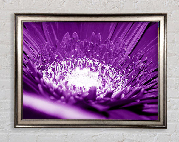 Daisy Centre Purple Framed Print