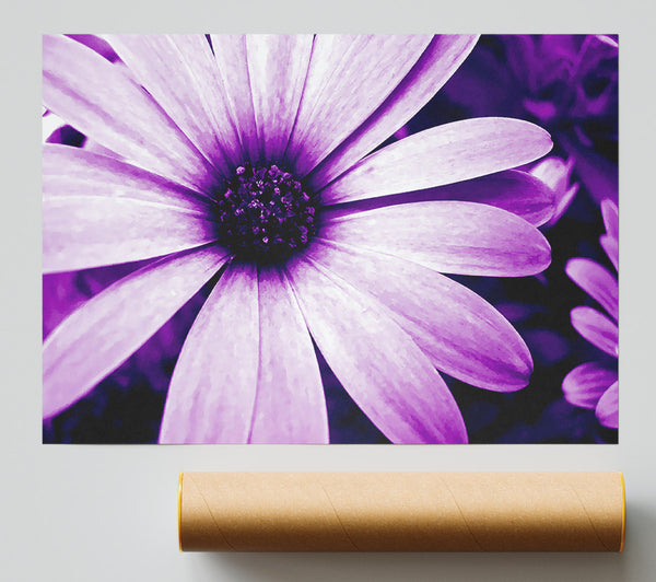 Purple Daisy Petals Print