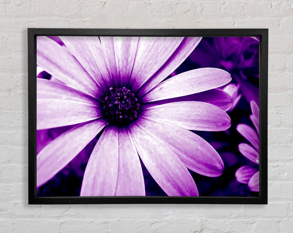 Purple Daisy Petals Framed Print