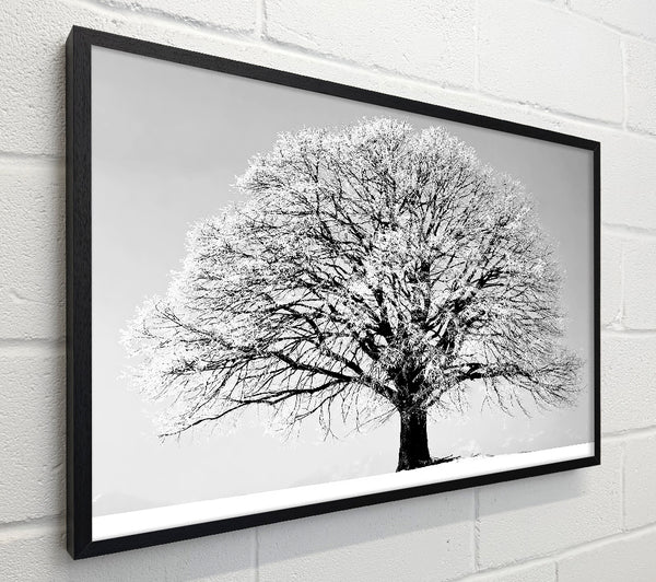 Winter Tree B n W